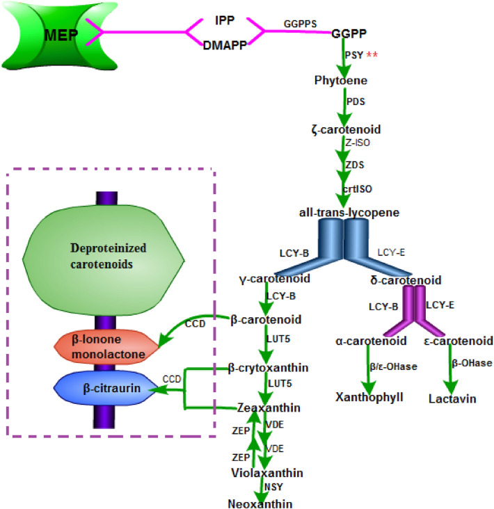 Review: the effect of light on the key pigment compounds of photosensitive etiolated tea plant.