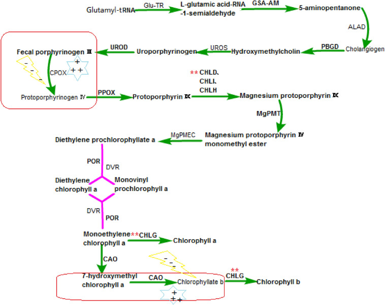 Review: the effect of light on the key pigment compounds of photosensitive etiolated tea plant.