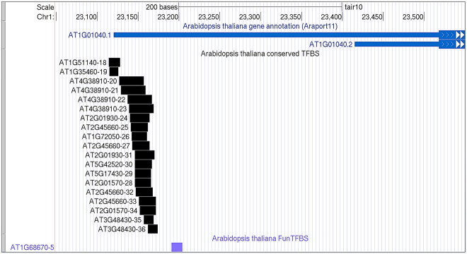 Statistical estimates of multiple transcription factors binding in the model plant genomes based on ChIP-seq data.