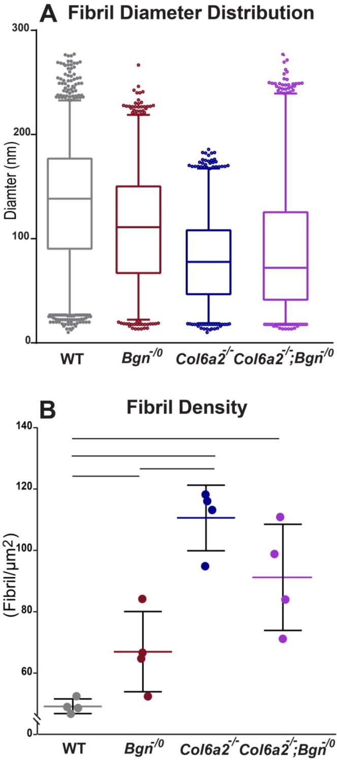 Coordinate roles for collagen VI and biglycan in regulating tendon collagen fibril structure and function