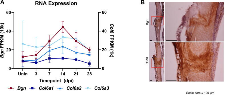 Coordinate roles for collagen VI and biglycan in regulating tendon collagen fibril structure and function
