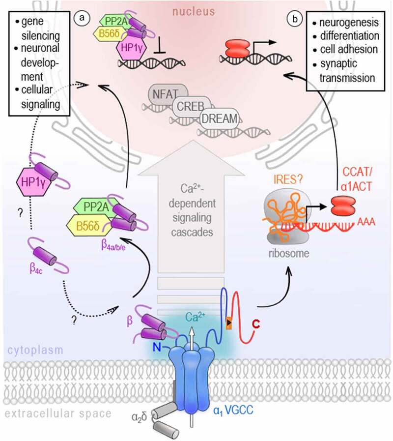 More than a pore: How voltage-gated calcium channels act on different levels of neuronal communication regulation.