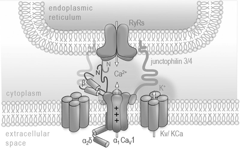 More than a pore: How voltage-gated calcium channels act on different levels of neuronal communication regulation.