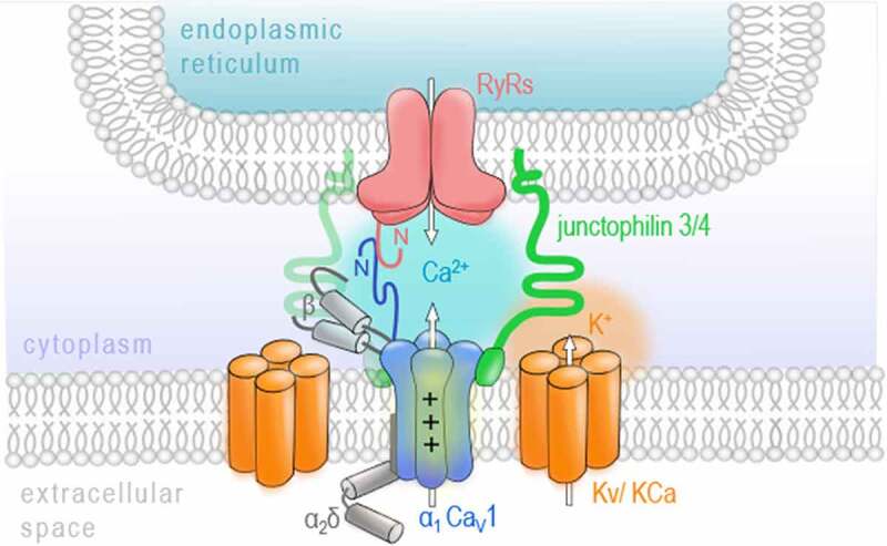 More than a pore: How voltage-gated calcium channels act on different levels of neuronal communication regulation.