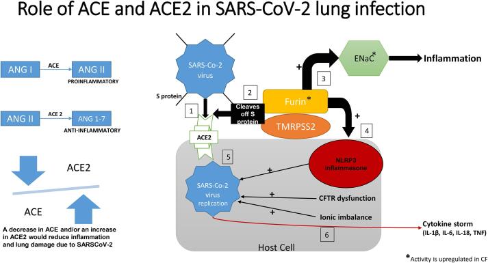 COVID-19: Pathophysiology and implications for cystic fibrosis, diabetes and cystic fibrosis-related diabetes