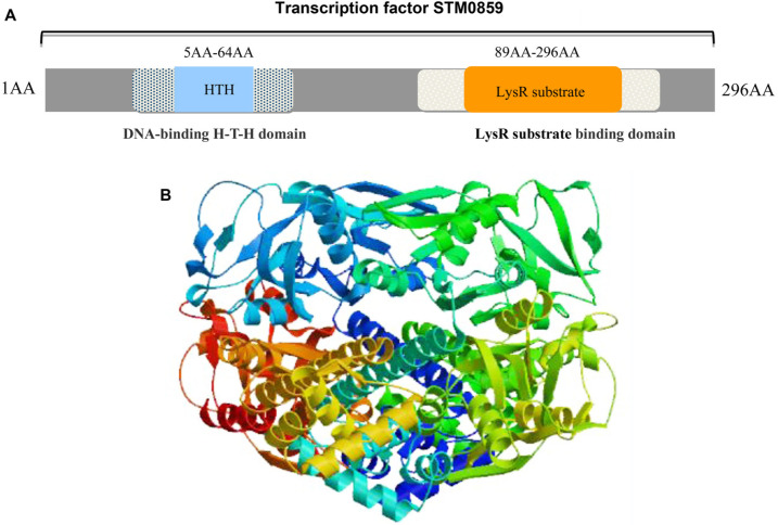 A Novel LysR Family Factor STM0859 is Associated with The Responses of <i>Salmonella</i> Typhimurium to Environmental Stress and Biofilm Formation.