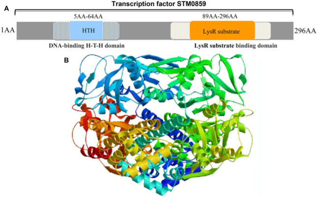 A Novel LysR Family Factor STM0859 is Associated with The Responses of <i>Salmonella</i> Typhimurium to Environmental Stress and Biofilm Formation.