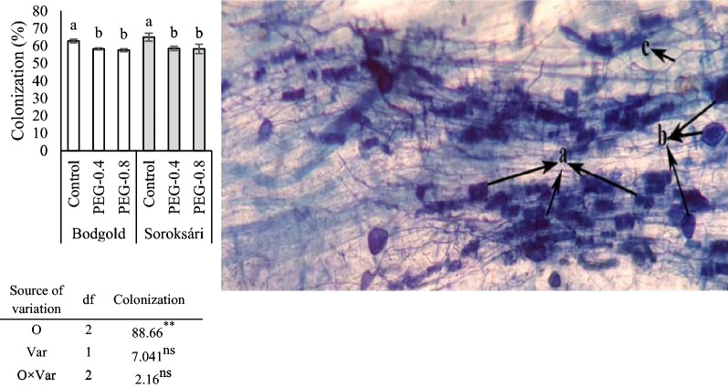 Biochemical response and nutrient uptake of two arbuscular mycorrhiza-inoculated chamomile varieties under different osmotic stresses.