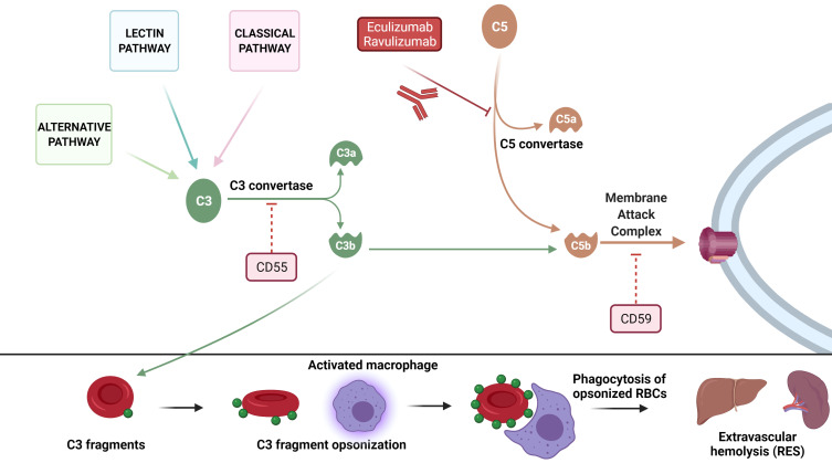 Current Opinions on the Clinical Utility of Ravulizumab for the Treatment of Paroxysmal Nocturnal Hemoglobinuria.