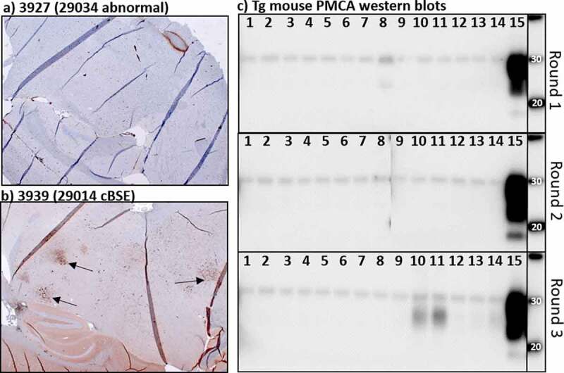 Exploration of genetic factors resulting in abnormal disease in cattle experimentally challenged with bovine spongiform encephalopathy.