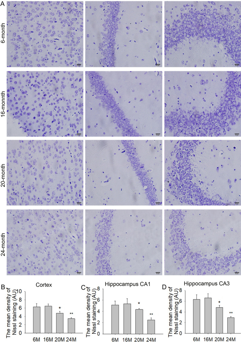 NLRP1 inflammasome involves in learning and memory impairments and neuronal damages during aging process in mice.