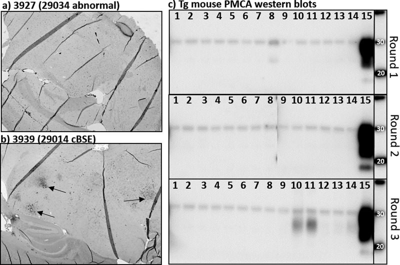 Exploration of genetic factors resulting in abnormal disease in cattle experimentally challenged with bovine spongiform encephalopathy.