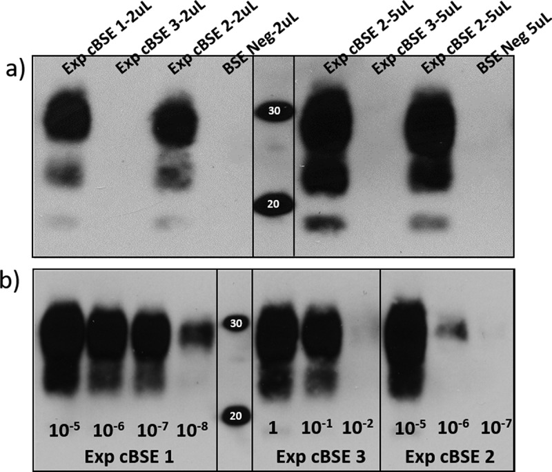 Exploration of genetic factors resulting in abnormal disease in cattle experimentally challenged with bovine spongiform encephalopathy.