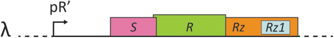 Phage Annotation Guide: Guidelines for Assembly and High-Quality Annotation.