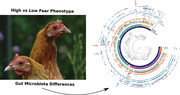 Gut Microbiota Linked with Reduced Fear of Humans in Red Junglefowl Has Implications for Early Domestication