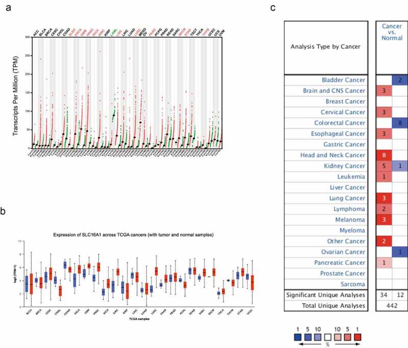 Solute carrier transporter superfamily member SLC16A1 is a potential prognostic biomarker and associated with immune infiltration in skin cutaneous melanoma.