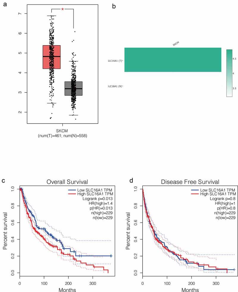 Solute carrier transporter superfamily member SLC16A1 is a potential prognostic biomarker and associated with immune infiltration in skin cutaneous melanoma.