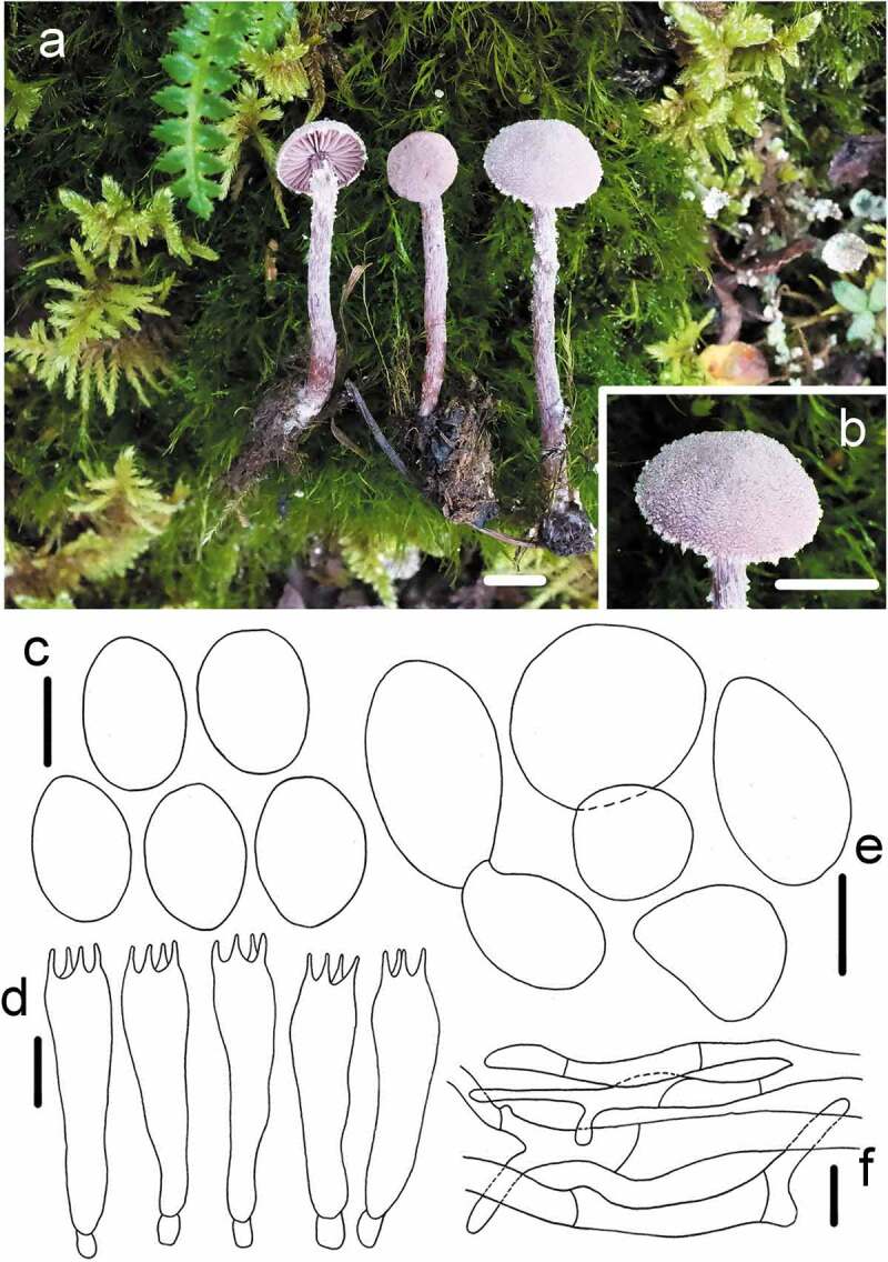 A review of <i>Cystoderma</i> (Agaricales/Basidiomycota) from China with four new species and two new records.