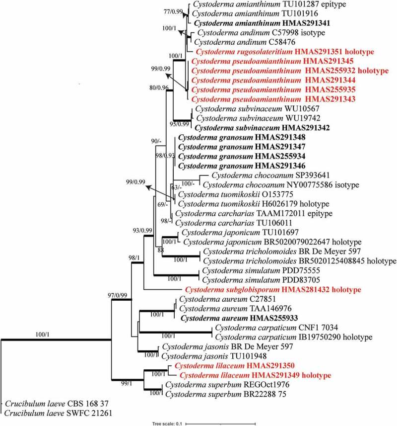 A review of <i>Cystoderma</i> (Agaricales/Basidiomycota) from China with four new species and two new records.