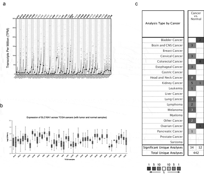 Solute carrier transporter superfamily member SLC16A1 is a potential prognostic biomarker and associated with immune infiltration in skin cutaneous melanoma.