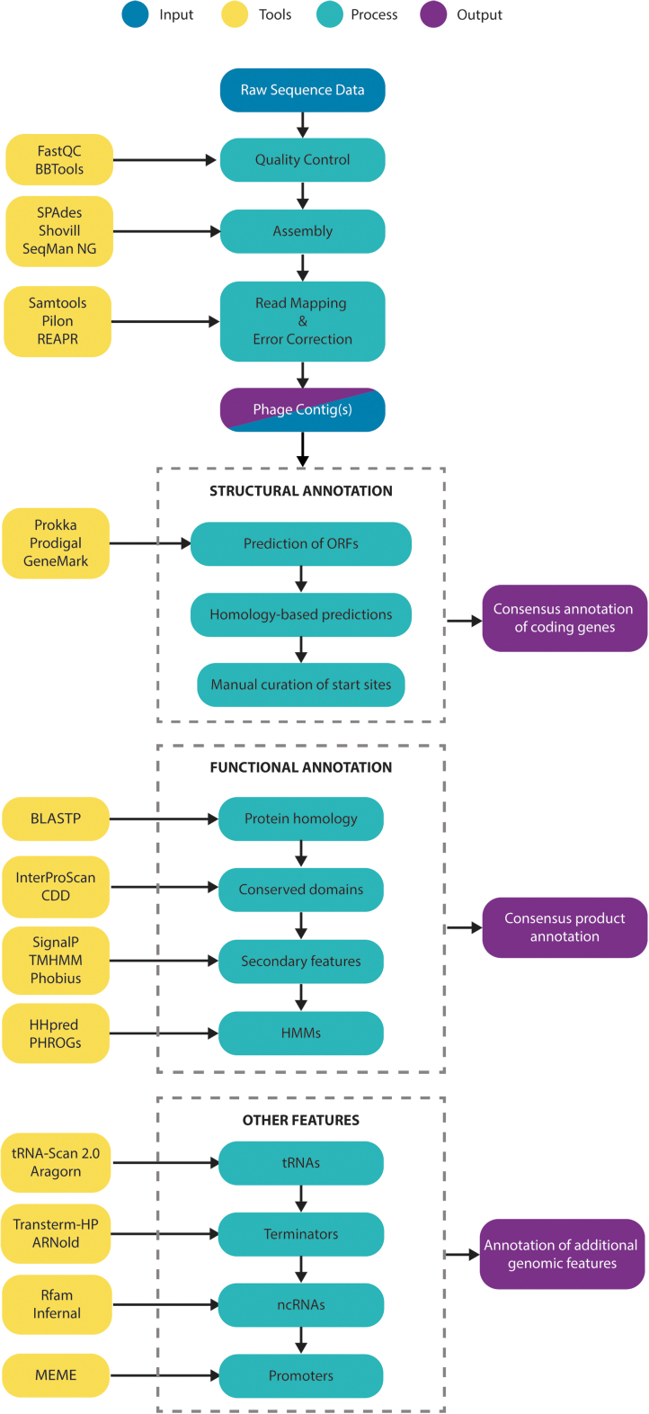 Phage Annotation Guide: Guidelines for Assembly and High-Quality Annotation.