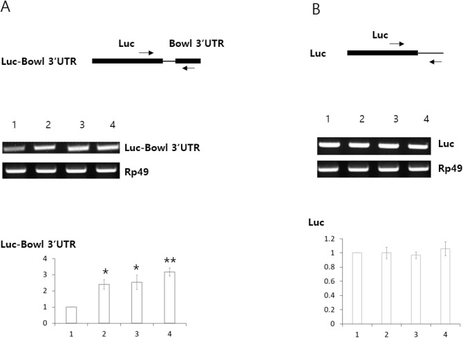 Lin28 and Imp are Required for Stability of Bowl Transcripts in Hub Cells of the <i>Drosophila</i> Testis.