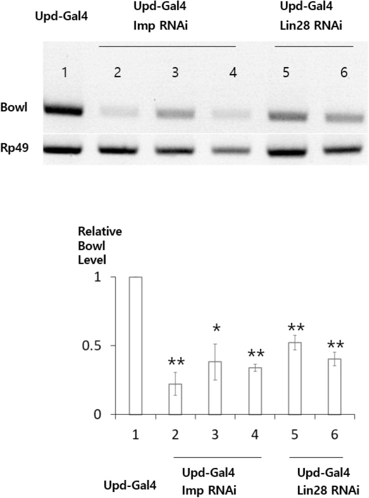 Lin28 and Imp are Required for Stability of Bowl Transcripts in Hub Cells of the <i>Drosophila</i> Testis.