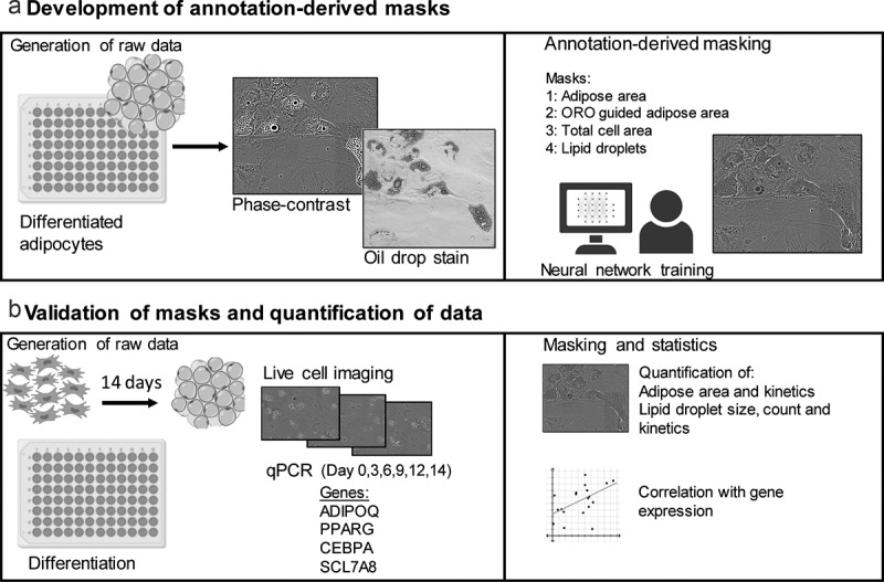 Application of a deep learning-based image analysis and live-cell imaging system for quantifying adipogenic differentiation kinetics of adipose-derived stem/stromal cells.