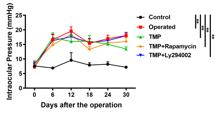 Ligustrazine protects against chronic hypertensive glaucoma in rats by inhibiting autophagy via the PI3K-Akt/mTOR pathway.