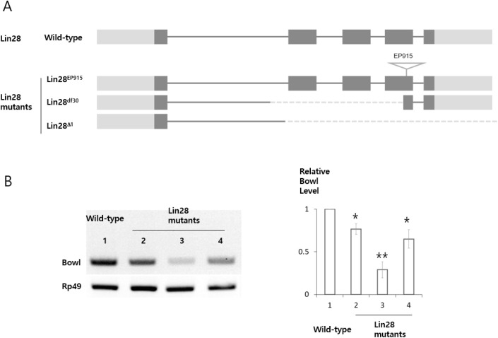 Lin28 and Imp are Required for Stability of Bowl Transcripts in Hub Cells of the <i>Drosophila</i> Testis.