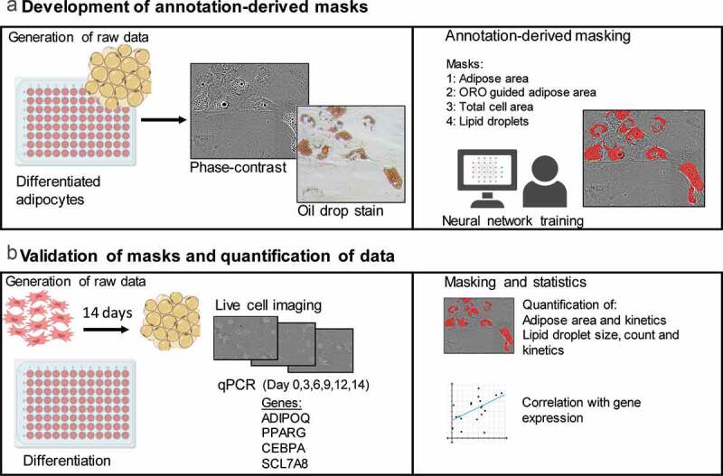 Application of a deep learning-based image analysis and live-cell imaging system for quantifying adipogenic differentiation kinetics of adipose-derived stem/stromal cells.