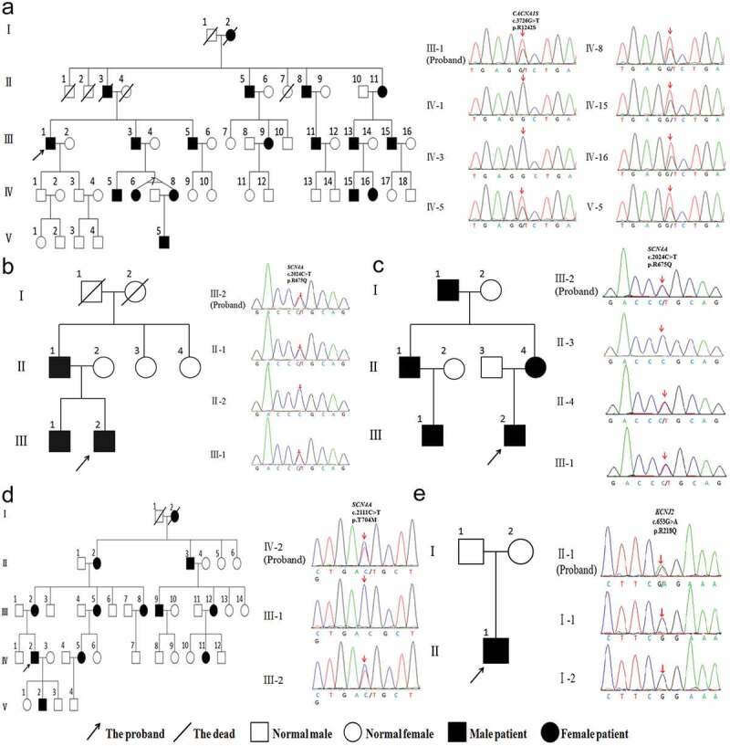 The clinical and genetic heterogeneity analysis of five families with primary periodic paralysis.