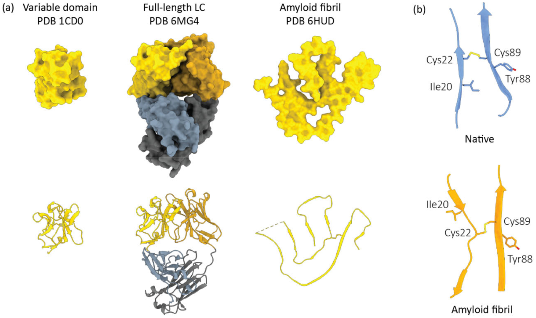 Light Chain Stabilization: A Therapeutic Approach to Ameliorate AL Amyloidosis.