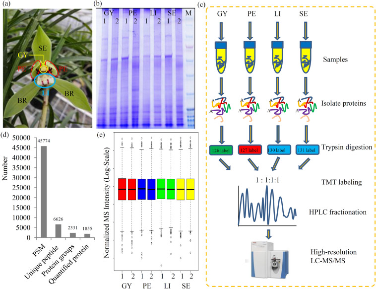 Floral organ-specific proteome profiling of the floral ornamental orchid (Cymbidium goeringii) reveals candidate proteins related to floral organ development.