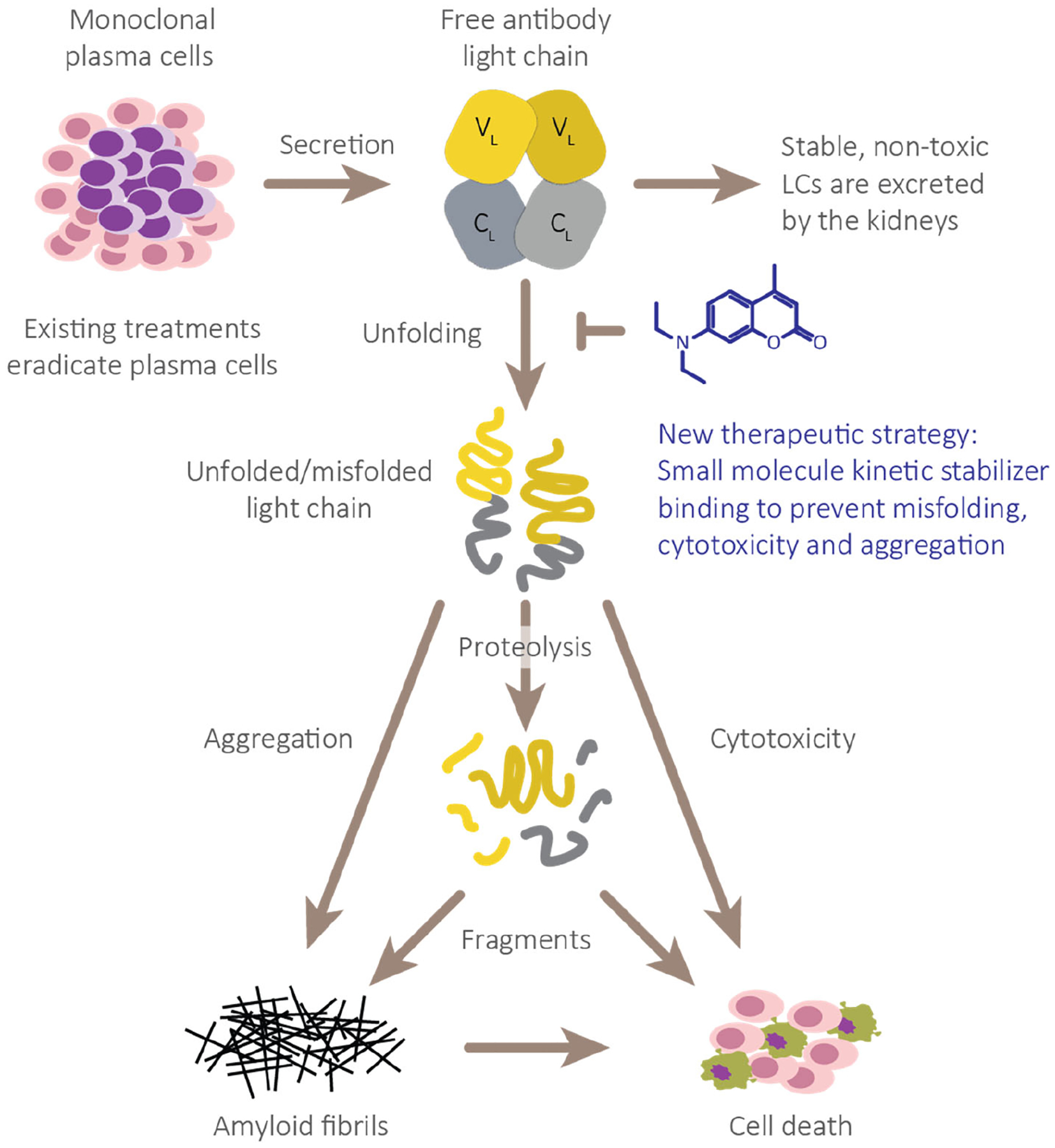 Light Chain Stabilization: A Therapeutic Approach to Ameliorate AL Amyloidosis.