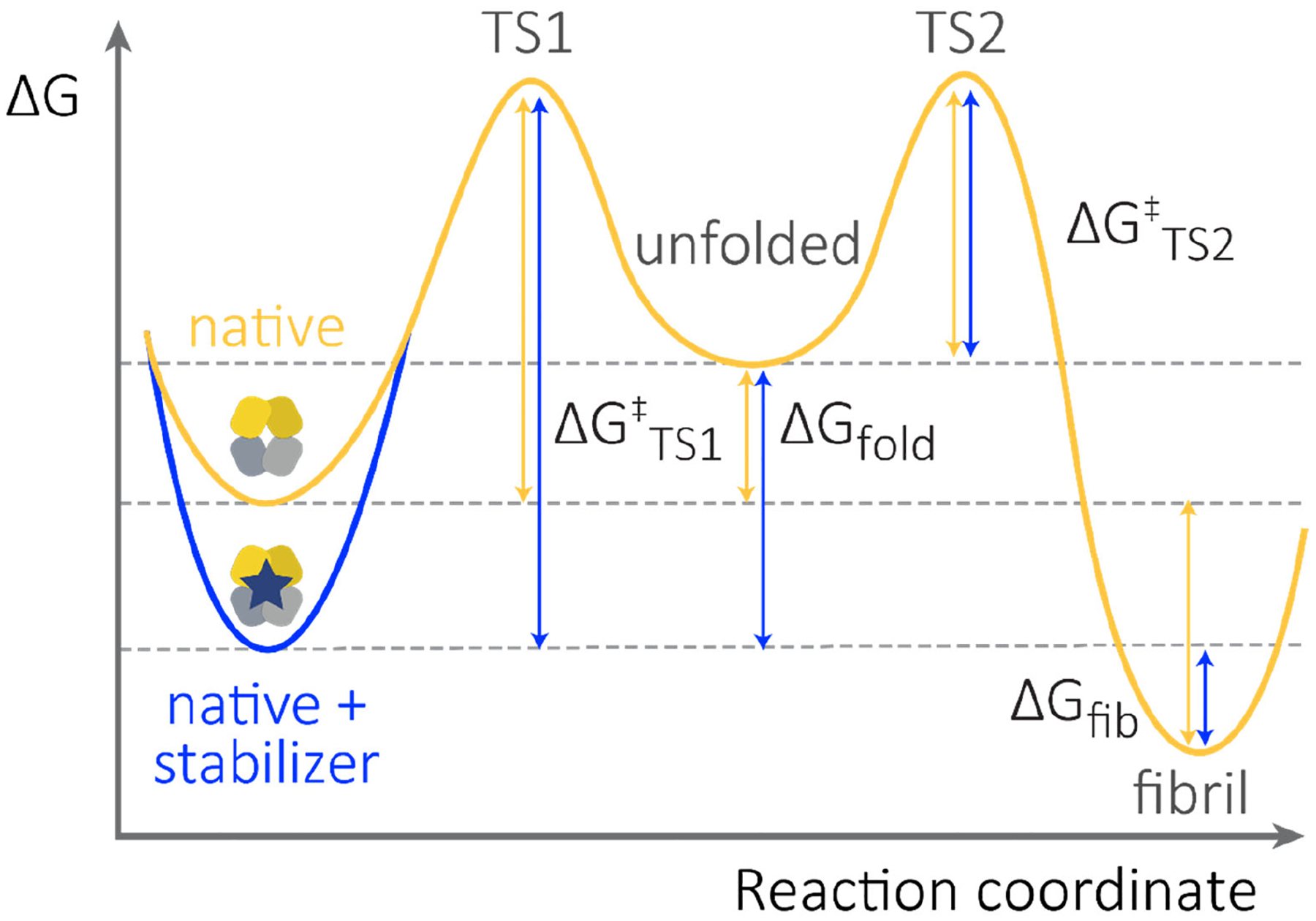 Light Chain Stabilization: A Therapeutic Approach to Ameliorate AL Amyloidosis.