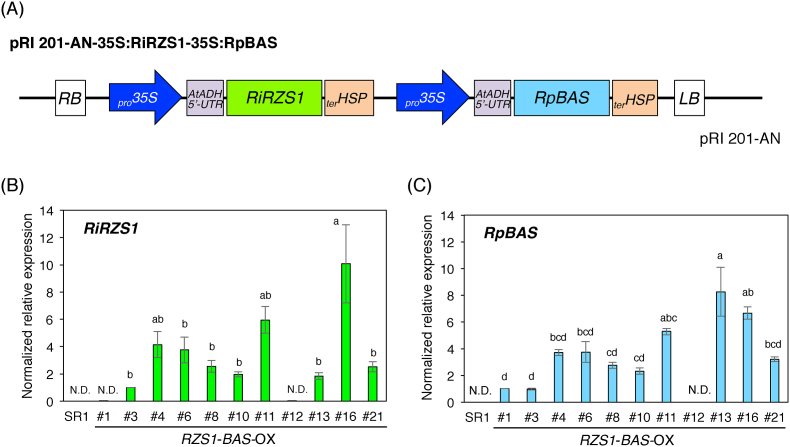 Production of raspberry ketone by redirecting the metabolic flux to the phenylpropanoid pathway in tobacco plants