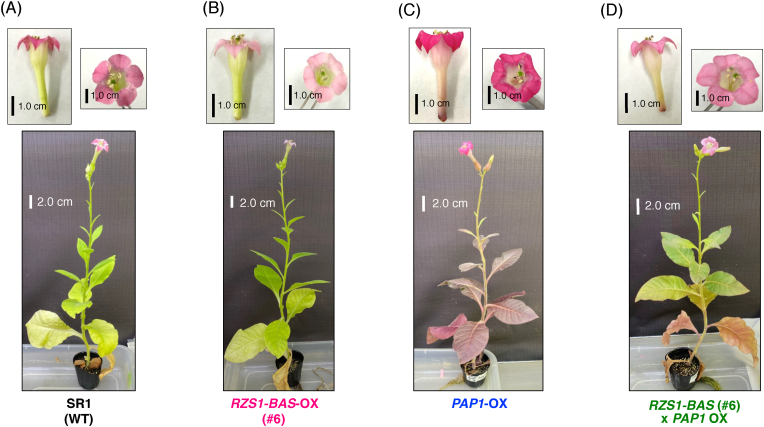 Production of raspberry ketone by redirecting the metabolic flux to the phenylpropanoid pathway in tobacco plants