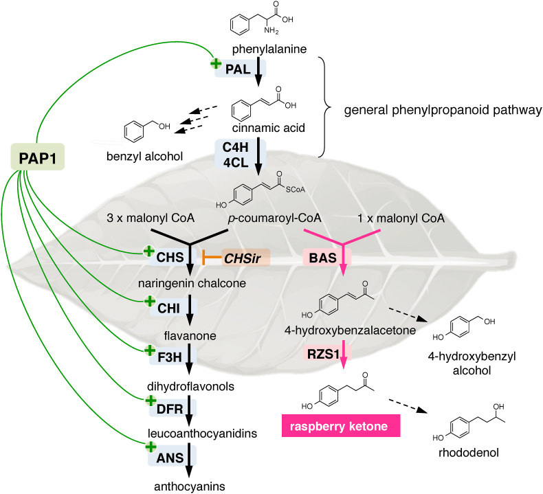 Production of raspberry ketone by redirecting the metabolic flux to the phenylpropanoid pathway in tobacco plants