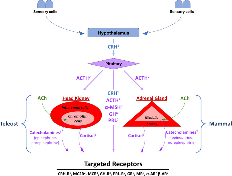 Understanding acute stress-mediated immunity in teleost fish