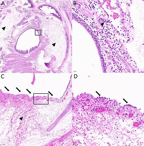 Type I Hypersensitivity in Ferrets Following Exposure to SARS-CoV-2 Inoculum: Lessons Learned.