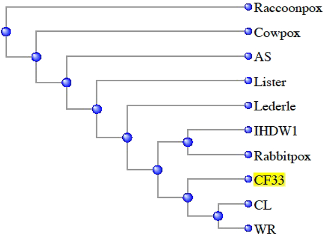 A comprehensive preclinical study supporting clinical trial of oncolytic chimeric poxvirus CF33-hNIS-anti-PD-L1 to treat breast cancer.