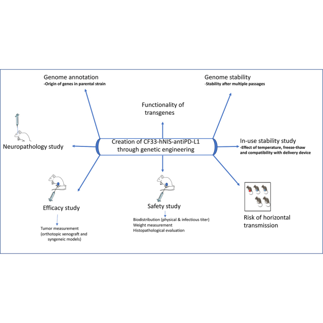 A comprehensive preclinical study supporting clinical trial of oncolytic chimeric poxvirus CF33-hNIS-anti-PD-L1 to treat breast cancer.