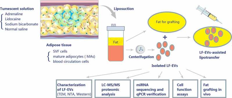 Extracellular vesicles derived from lipoaspirate fluid promote fat graft survival.