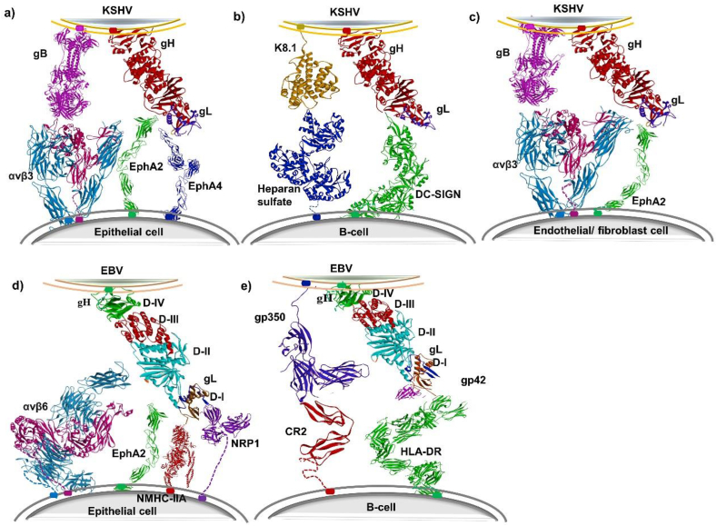 Potential entry receptors for human γ-herpesvirus into epithelial cells: A plausible therapeutic target for viral infections