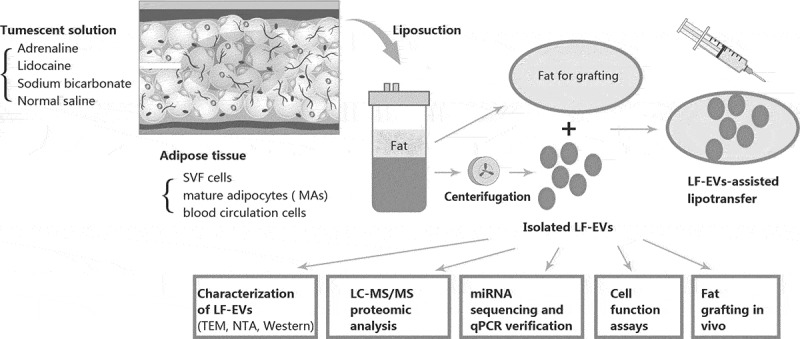 Extracellular vesicles derived from lipoaspirate fluid promote fat graft survival.