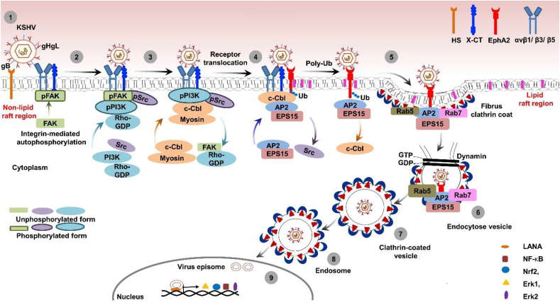 Potential entry receptors for human γ-herpesvirus into epithelial cells: A plausible therapeutic target for viral infections