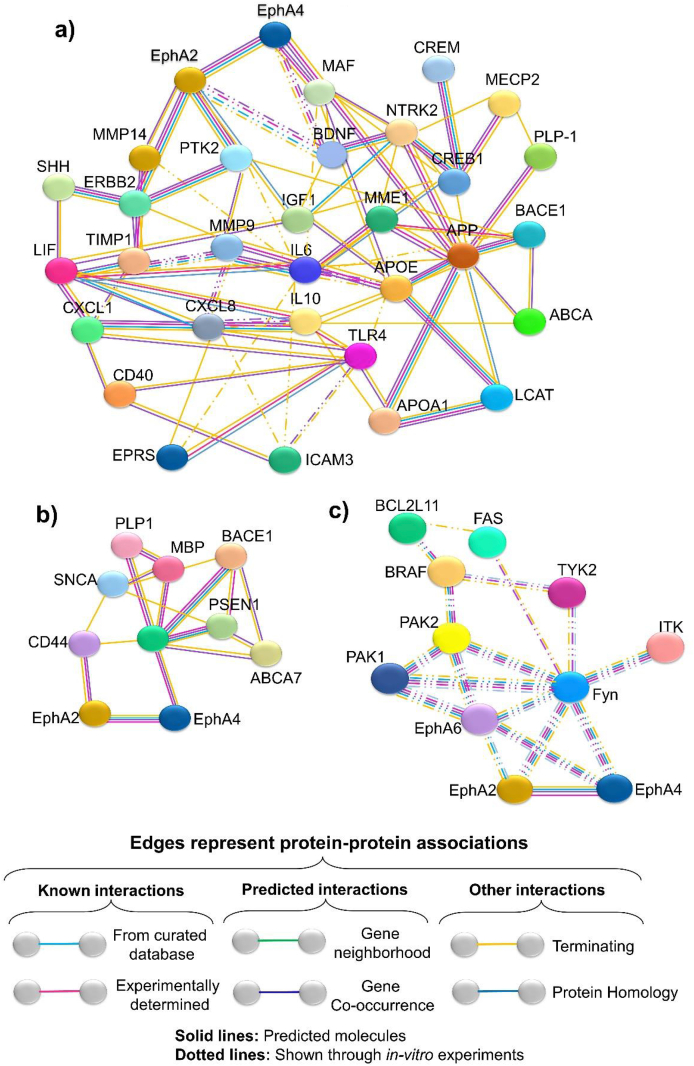 Potential entry receptors for human γ-herpesvirus into epithelial cells: A plausible therapeutic target for viral infections