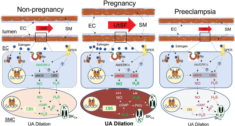 Estrogen-Induced Uterine Vasodilation in Pregnancy and Preeclampsia.