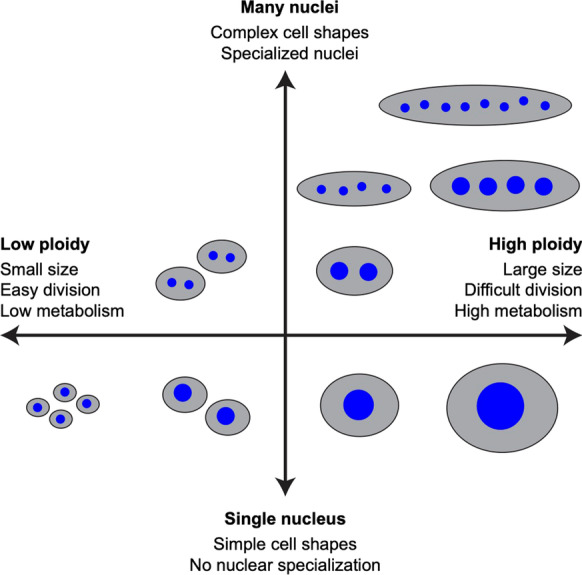 Communal living: the role of polyploidy and syncytia in tissue biology.